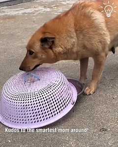 201K views · 4.6K reactions | This doggo's intelligence will definitely amaze you 朗 | DIY Panda | Facebook