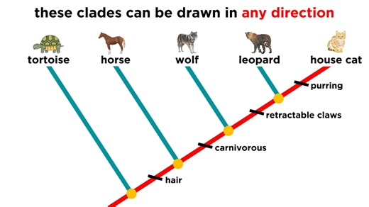 [中文字幕]遗传分类学第一部分：构建支序图Cladistics Part 1: Constructing Cladograms
