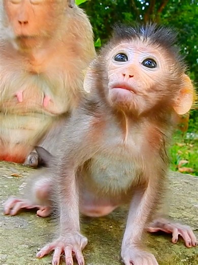 Wow super cute a tiny baby girl monkey is gorgeous | Monkey TV7