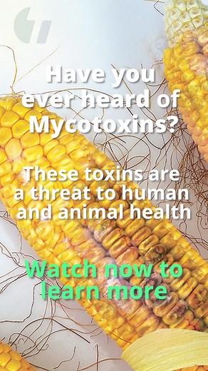 Understanding Mycotoxins: A Threat to Food and Feed Safety