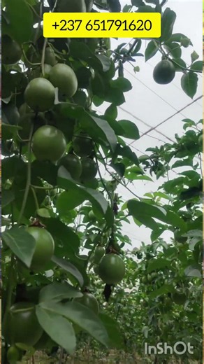 Passion fruit farming training #vegetablegarden #france #agriculture #gardening #farming