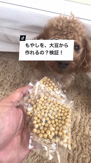 大豆からもやしを作ろう！家庭で簡単にできる方法