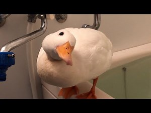 Our Pet Call Duck is So So round.