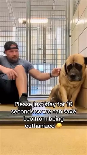 pal paws funds on Instagram: "Our shelter has been struggling for months, and now we are at the edge of losing everything. We are still $130,000 short of our goal to keep the doors open and continue caring for the animals who have no one else. Every share, like, and donation—no matter the size—brings us closer to saving their safe haven. Please, stand with us before it’s too late. 🐾🙏"