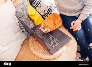 Curious ginger cat looking at screen of laptop watching video with man at home. Pet sitting on keyboard of computer. Animal interested in film. Tp vie Stock Photo - Alamy