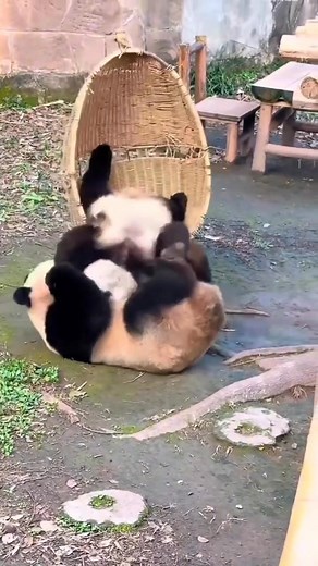 Get off girl! This dumb swing is mine! I won't let you go out from your den until the day of your menopause , i swear on my already gigantic fluffy bum! 🤬 | Pandas, a Light In My Heart