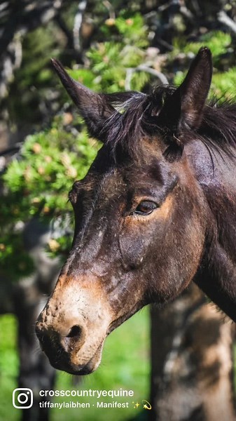 67 reactions · 13 comments | We’ve got several mules available this fall. A few great riding mules, safe for anyone. Also some project mules and pack mules. #sheridanwyoming #mule #mules #muleskinner #mulesofinstagram #muledays #mulesforsale #muleforsale #mountainmule #ridingmule #packmule #packmules #huntingmule #trailriding #wyoming #candeliver #familymule #kidsmule #beginnersafe | Cross Country Equine | Facebook