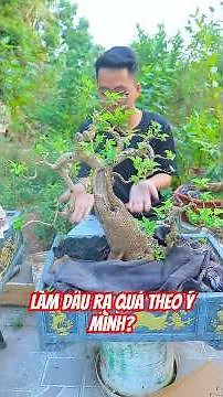 Tips for making mulberry trees bear fruit during Tet
