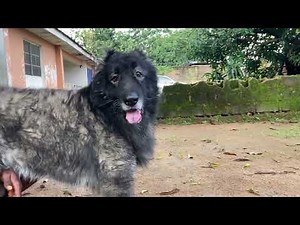 When mating large breed dogs DO THESE STEPS to have a successful mating| #dogs #animallife #breeder