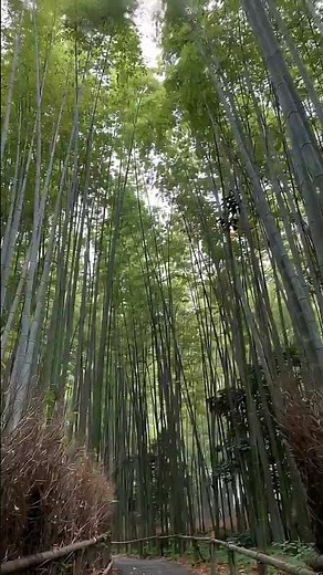 Arashiyama Bamboo Grove