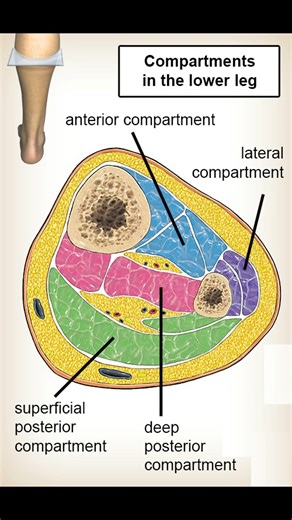 Extensor Digitorum Longus Muscle Anatomy 🦵#anatomy #physio #meded #ATC #trauma #podiatry #ortho
