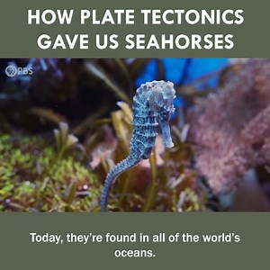 76K views · 2K reactions | How Plate Tectonics Gave Us Seahorses! | Eons • PBS | Facebook