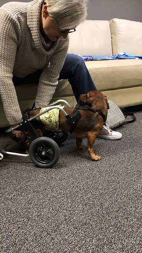 Look at this little sweetheart. Milo is testing out his wheels. He gets around really well with or without them. He's looking for his forever family. Details on how you can adopt him are coming on FOX 8 News at 6 p.m. on Monday. | Fox 8 News