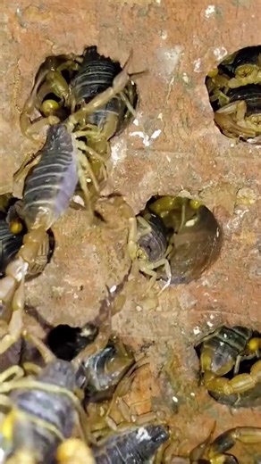 Exploring Scorpions in Their Natural Habitat