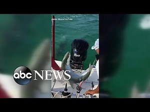 Fish Jumps Onto Boat to Avoid Shark Attack