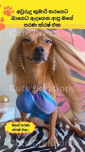 එයා එහෙම නෑ මචං🤣🤣🤣🤣cat#funnyanimals#funny#cute#srilanka#shorts#short#trendingshorts#lankan#cats