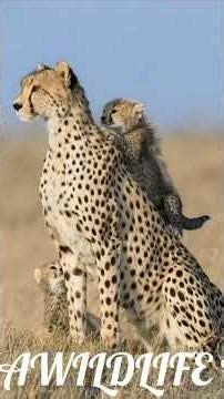 Cheetah Mom & Cubs – The Cutest Wild Family Ever 🐆❤️