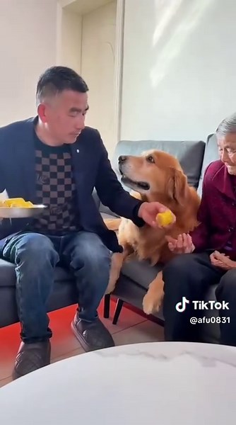 Funny & Cute Dog Moments Compilation