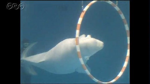 動物の感覚器官 | NHK for School