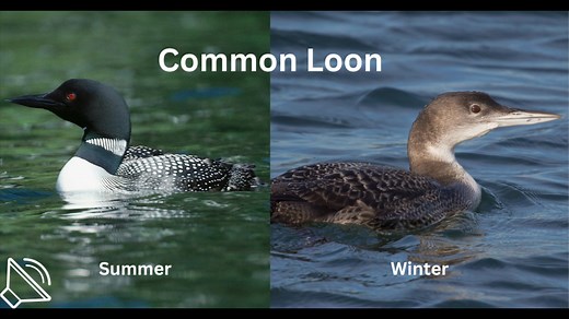 Each year the American Birding Association picks a Bird of the Year. The bird is chosen to inspire and educate, to spark enthusiasm for birding, and to highlight a conservation challenge or success. This year’s pick is the Common Loon, or the Great Northern Diver. The only thing common about the Common loon is the ubiquity of its call. The sound of the Common loon is the sound of the outdoors. If you haven’t heard a loon calling in real time, you’ve most certainly heard one on television. They a