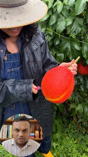 নিষিদ্ধ ফল গন্ধম দেখেছেন ? 🤯🤯 #gacfruit #superfruit #forbiddenfruit #gandhamfruit #rarefruit