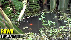 611K views · 7.7K reactions | Sensasi mancing dirawa pedalaman | SENAR GAPUK | Facebook