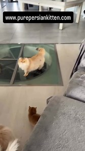 Looking for a fluffy new best friend? Our purebred Persian kittens...