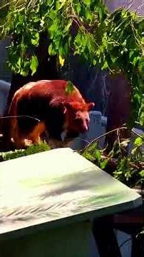 Zoolife Down Under - Tree Kangaroo