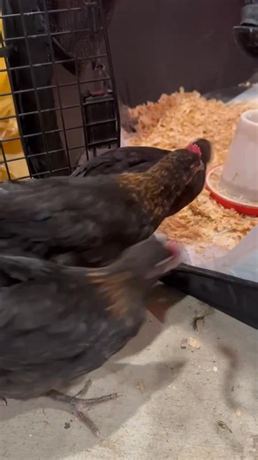 These are some easy going little roosters. Just putting themselves in the night time brooder all by themselves selves. Just two more days til the larger grow out space is complete. | BlueCollie Farm