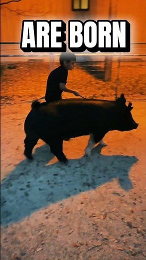 Champions Are Born in the Barn | Show Pig Training Motivation