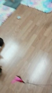 28 reactions | Catnip Cat Cafe on Reels | Facebook