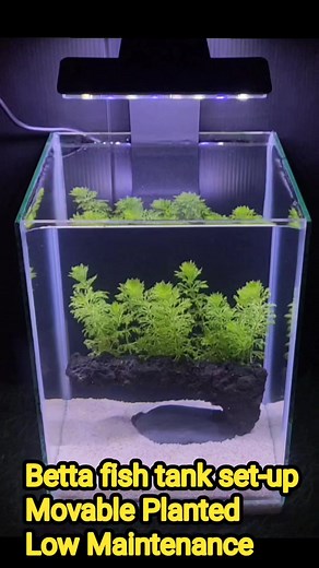 7.3K views · 50 reactions | Betta fish tank set-up Low Maintenance #ideas #hobby #aquascape #aquariumlife #simple #everyoneシ゚ #adsonreels #fypシ゚ #follower | Twin Scape | Facebook