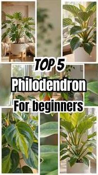 Prefer these 5 philodendrons if you are beginner…