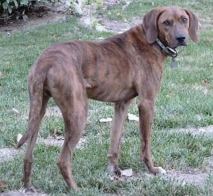 Plott Hound - Alchetron, The Free Social Encyclopedia