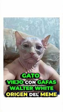 GATO WALTER WHITE ORIGEN DEL MEME La Historia Real del Gato Viejo Con Gafas