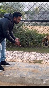 Tiger hug #faiziwildlifefarm | Faizi Wildlife