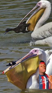 They’re Satan spawn with flyer miles and no fun fact will tell me otherwise #dinosaur #wtf #birds #facebookviral #question #truestory #fyp #fb #naturelovers #up #usa #DidYouKnow #Smart #FacebookPage #fyp #viral #viralvideo #viralvideoシ #fbyシvideo #animals #wholesome #storytime #virals #Trending #Reels 🐦🦖🌟🎉😂 | adamw
