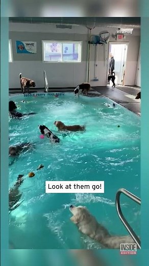 Dogs Plus Pool Equals Party #Shorts