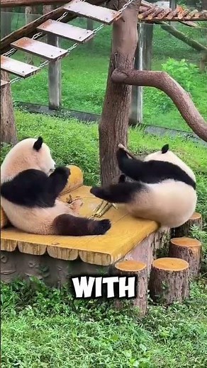 The Adorable Truth About Panda Life 🐼✨