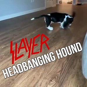 618K views · 4.3K reactions | HOLY LUCIFER!!! I WANT HIM!!!  https://www.vintageheavymetal.com/albums/slayer-show-no-mercy-cover-art-the-real-story/ 落 | Vintage Heavy Metal | Facebook