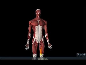 Top Physio Expert Reveals Simple Anatomy Techniques for Beginners