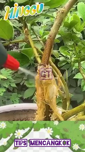 Mencangkok lemon #cangkok #stek #tanaman #tips #tanaman #pohon #lemon | gubuk tani