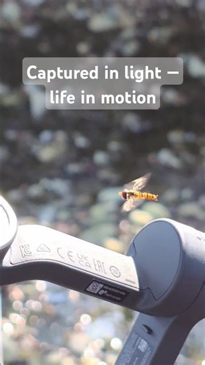 Dance of the Sunlight — A Hoverfly in Flight