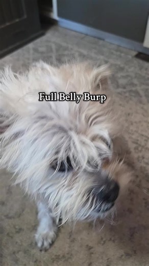 Full Belly Burp