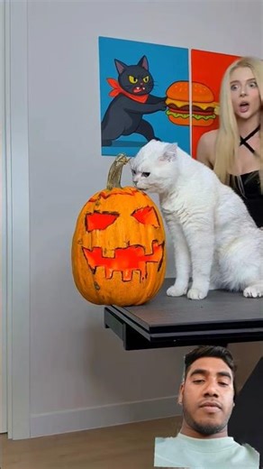 cats #cat #funny #retreiver #catfunny #catvideos #animals #tilawatvoiceintheworld #ekmotahathighu #h