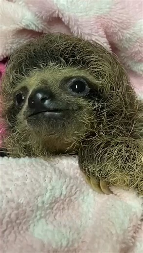 5K views · 458 reactions | ❤️❤️❤️殮 | Sloth of The Day | Facebook