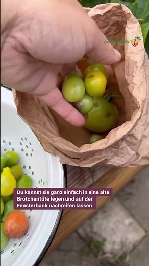 Grüne Tomaten mit einem ganz einfach Trick nachreifen lassen 🍅