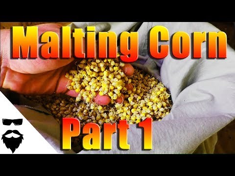 HOW TO MALT CORN FOR MOONSHINE & BEER - EASY! Part 1