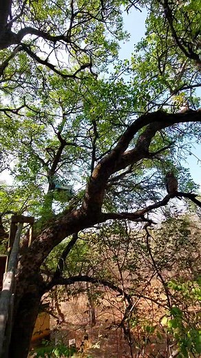 If you watch this video, it should give you an idea of what our owl sanctuary is.. A sanctuary for owls😉 | Owl Rescue Centre