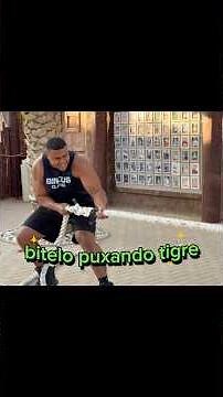 bitelo puxando tigre em Dubai novo desafio!